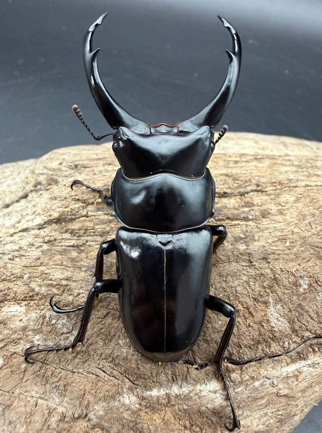 【WD】《ネパレンシス ssp. メトク産 64mm ♂♀♀トリオ》