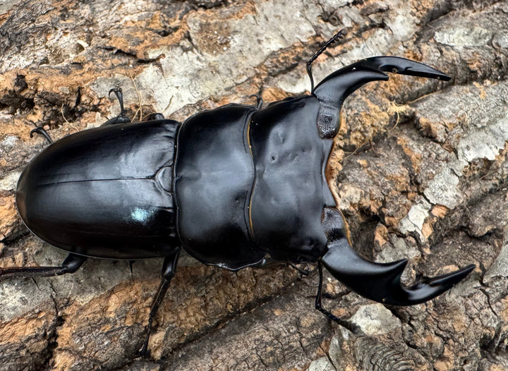 《インドアンタエウス サディア産 75.5mm ペア》