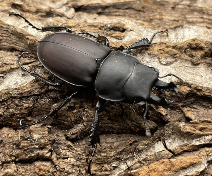 【WD】《チュウゴクマルバネクワガタ原名亜種 35mm ペア》