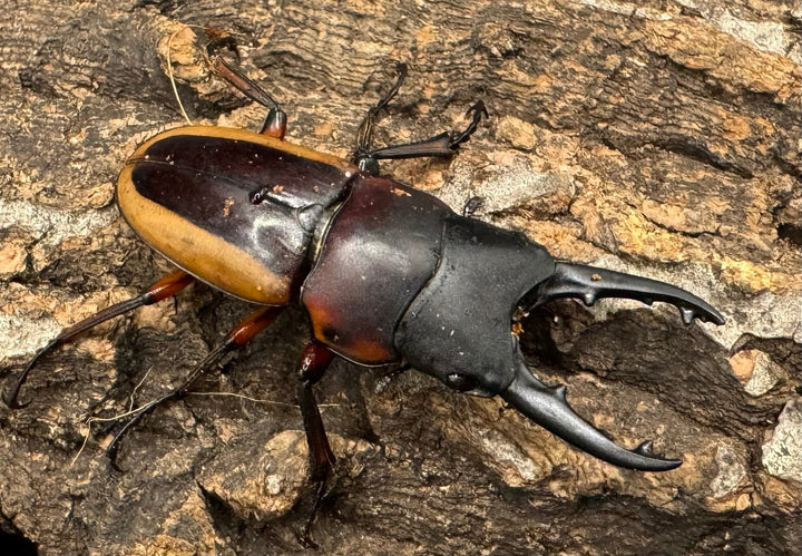 【WD】《ラテラリスノコギリ亜種アダチ Free ペア》