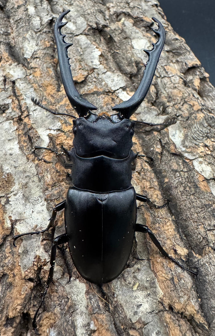 即ブリ《ギラファノコギリ亜種ケイスケ 82.5mm ペア》