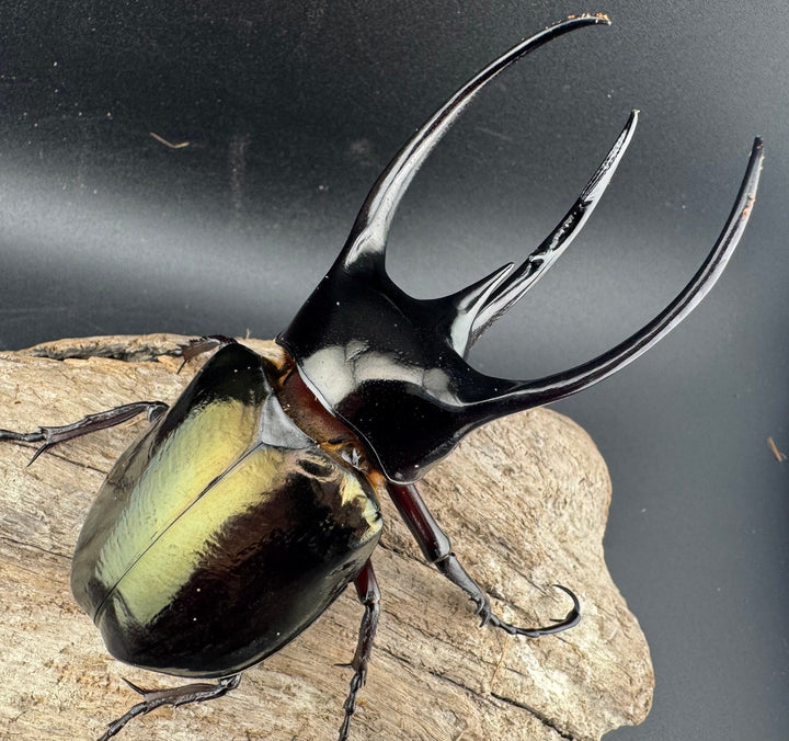 【WD】《ジャワコーカサスオオカブト 105.5mm ペア》