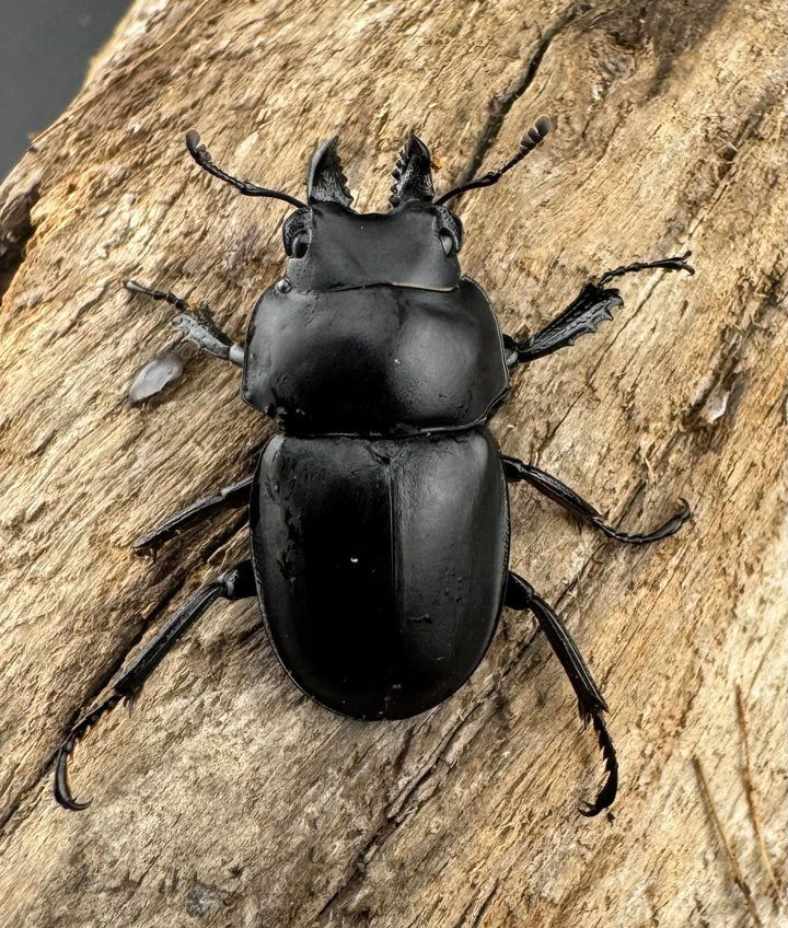 【WD】《グアードマルバネクワガタ 26mm A'品ペア》