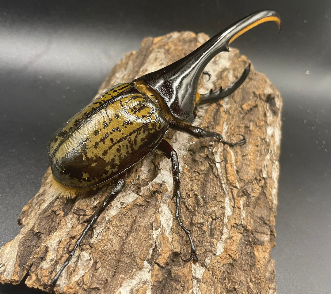 《ヘラクレス・ヘラクレス 128mm ペア》