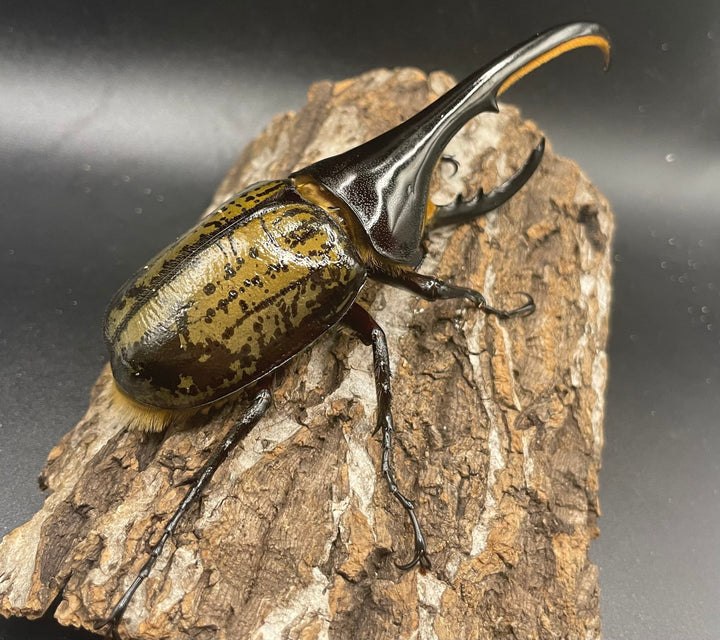 《ヘラクレス・ヘラクレス 128mm ペア》