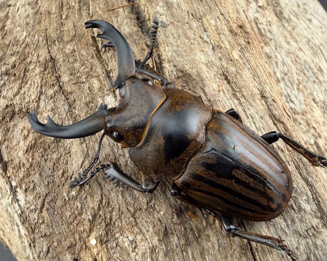 【WD】《ストリアータツヤクワガタ 40mm ペア》