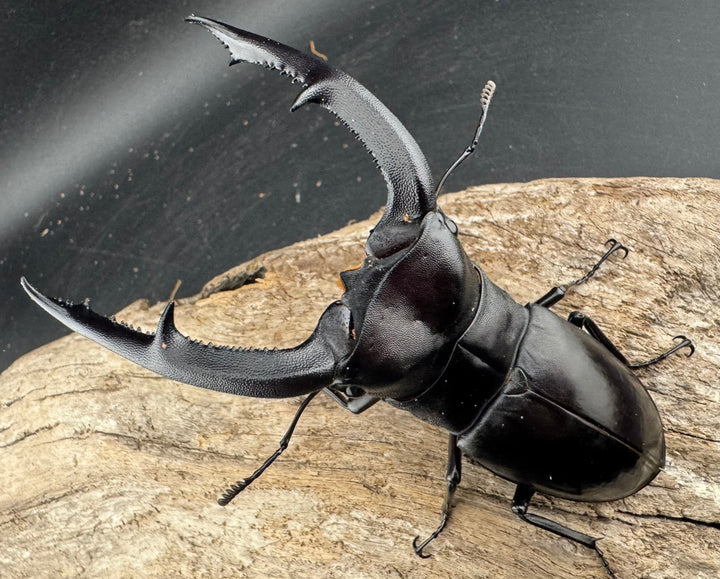 【WD】《マンディブラリスフタマタ 107mm ペア》