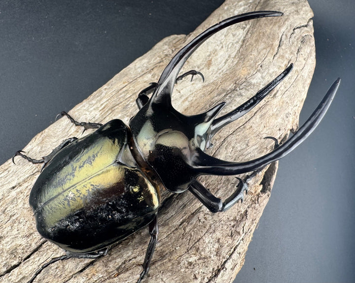 【WD】《ミンダナオアトラスオオカブト マラグサン産 99mm ペア》