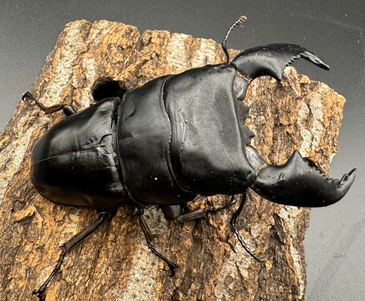 極太《スマトラオオヒラタ 90mm ペア》