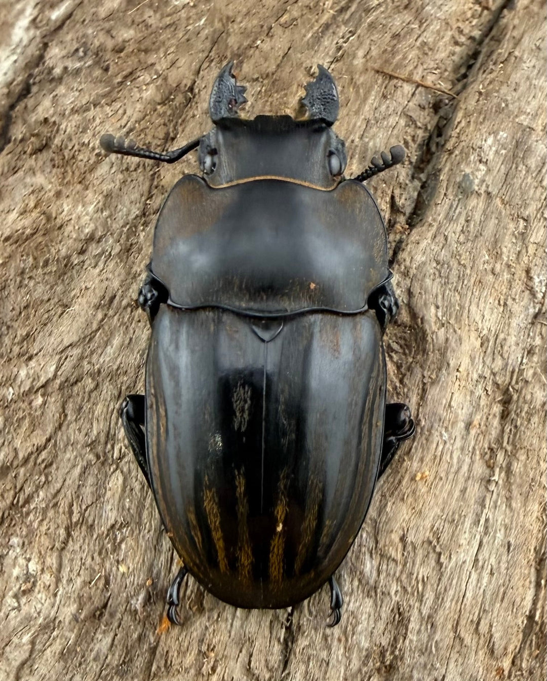 【WD】《ストリアータツヤクワガタ 40mm ペア》