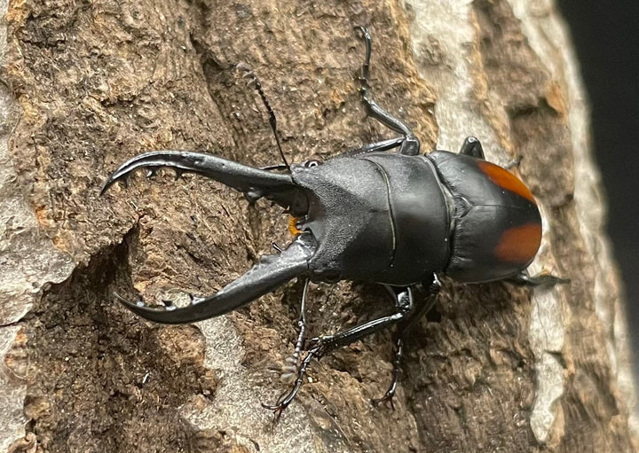 【WD】超貴重種《スピネウスノコギリクワガタ 40.5mmUP ペア》