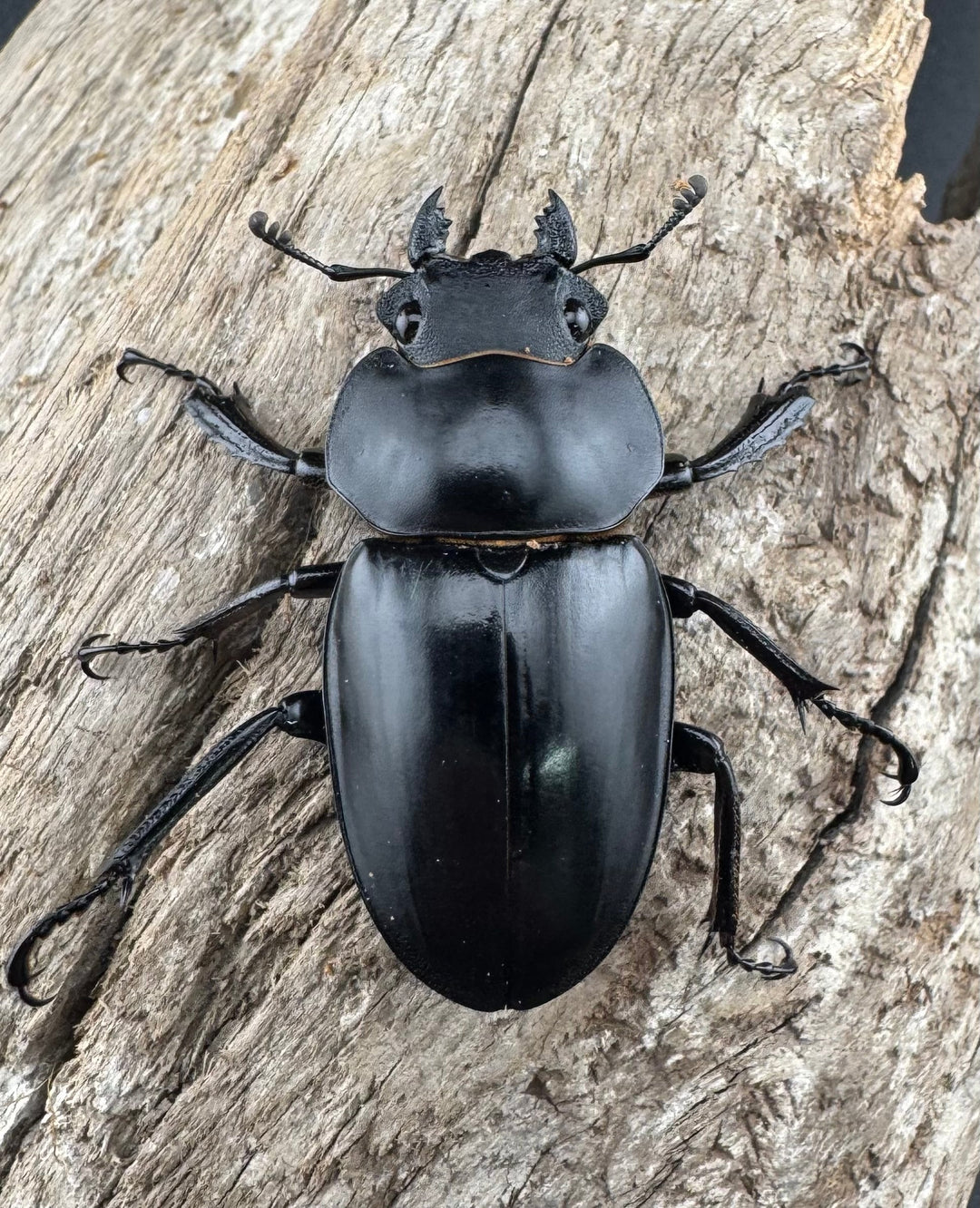 【WD】《スチーブンスツヤ原名亜種 70mm ペア》