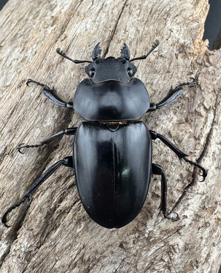 【WD】《スチーブンスツヤ原名亜種 70mm ペア》