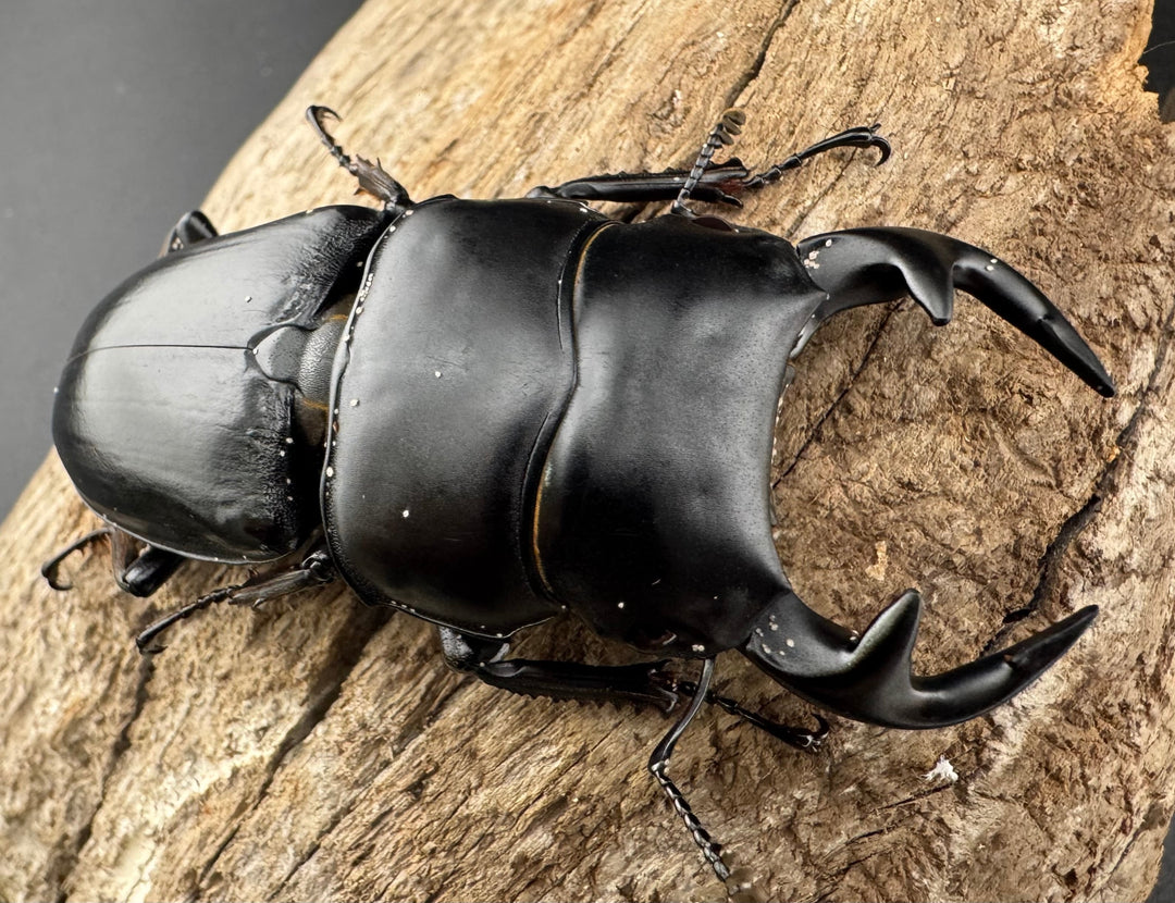 【WD】《グランディスオオクワ原名亜種 70mm ペア》