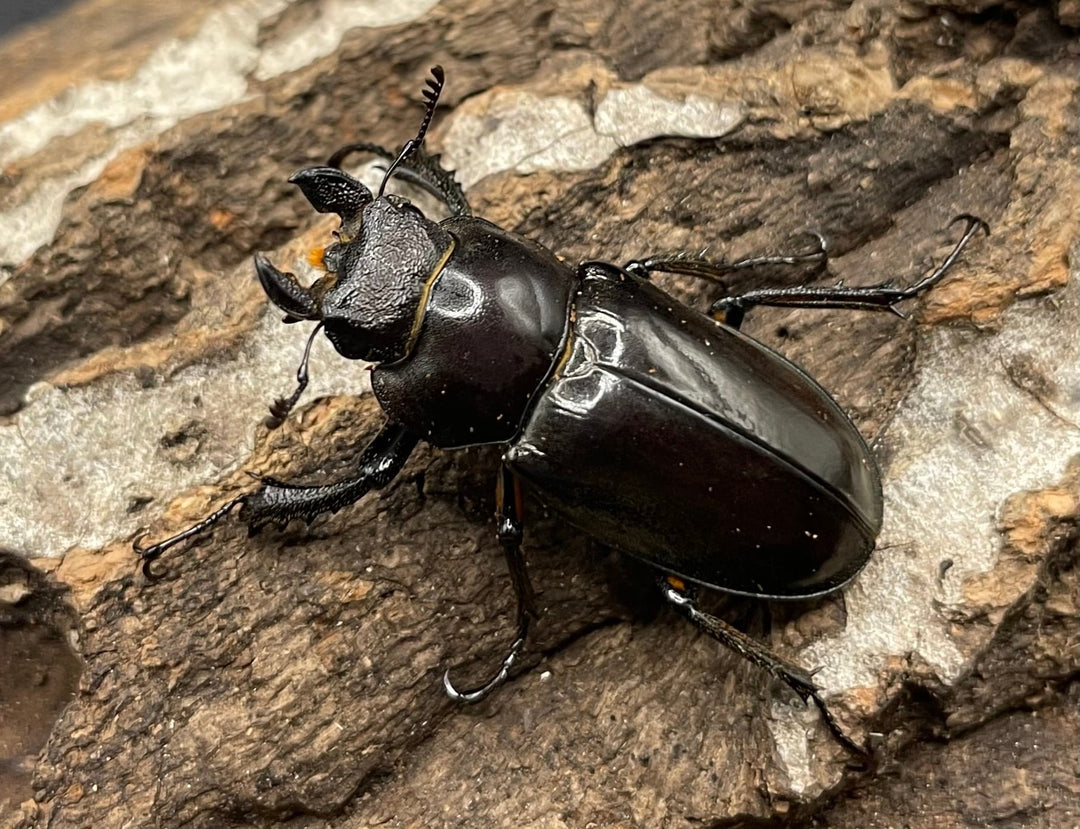 【WD】2018新種記載《ジュシャンミヤマ 60mm ペア A’品》