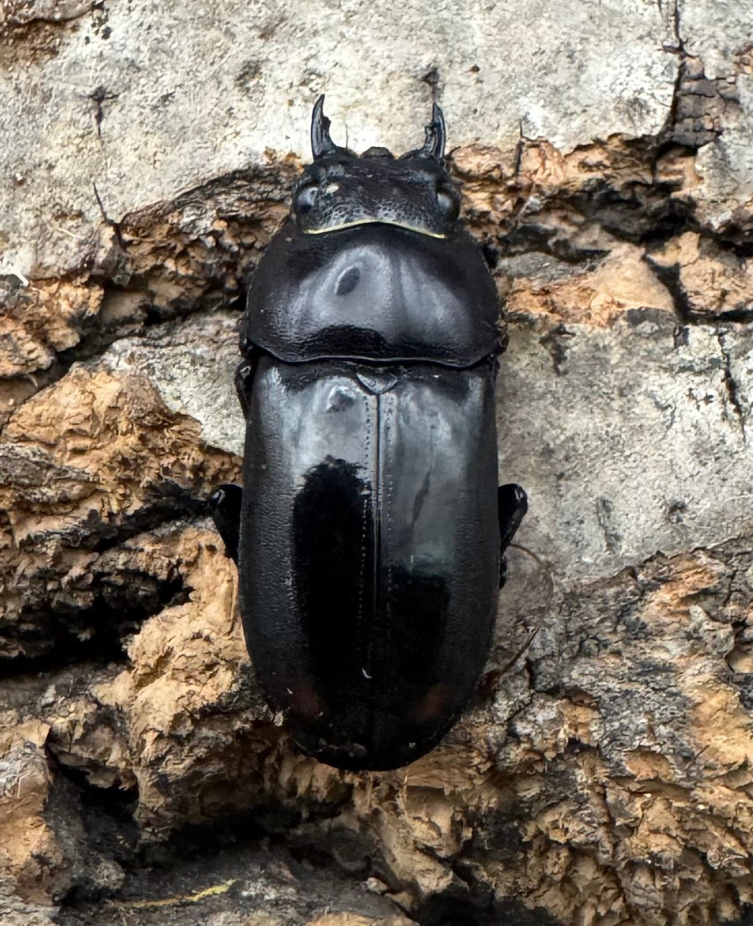 【WF1】《ビシグナートゥスコクワ APDV産 38mm ペア》Moro氏ブリード個体