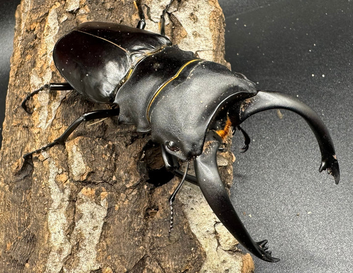 【WD】大型長歯《アルケスツヤクワガタ 93mm ペア》