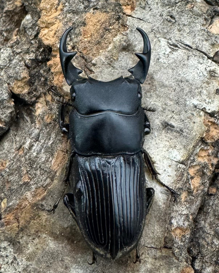 【F0】《カントンネブト Free ペア》①