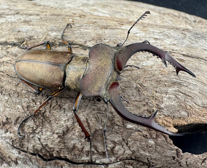 【WD】《フォルモサスミヤマクワガタ 50mm ペア》