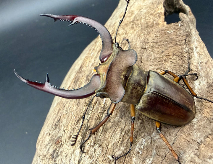 【WD】《クラーツミヤマ ベトナム亜種 63.5mm ペア》