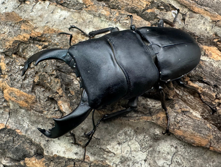 【WD】《西ペレンオオヒラタ 82.5mm ペア》