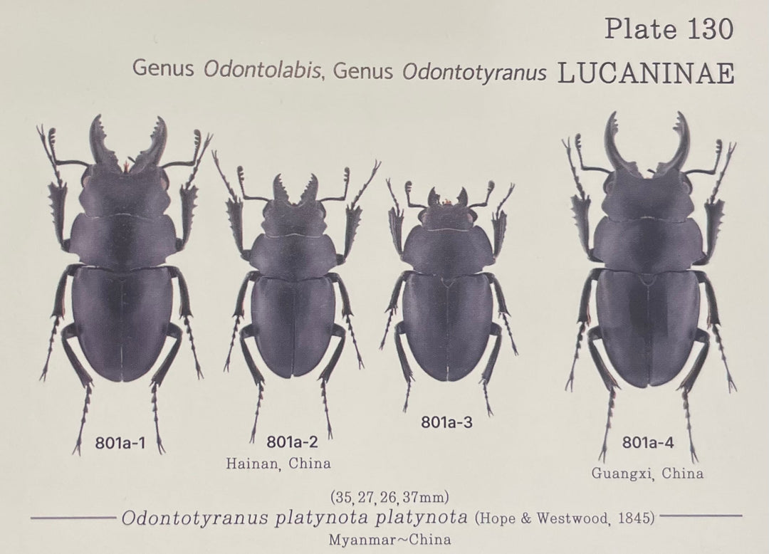 【WD】《プラティノータツヤクワガタ 37.5mmUP ペア》