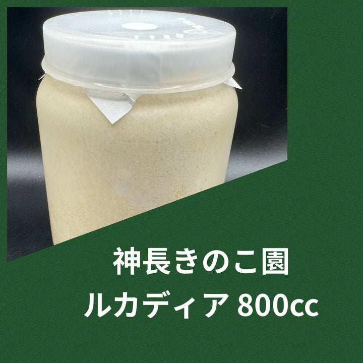 ルカディア 800cc