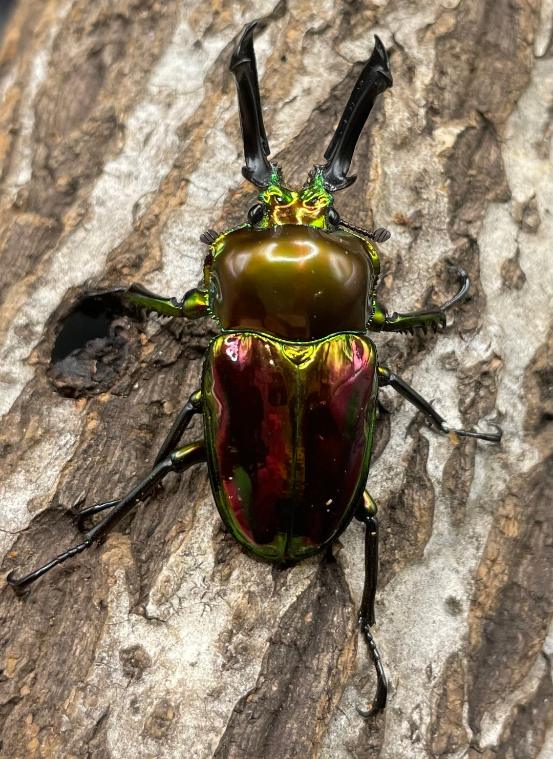 《ニジイロクワガタ 50mm ペア》