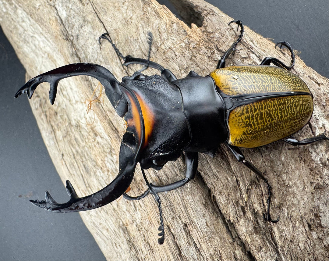 【WD】《スペクタビリスツヤクワガタ 76mm ペア》