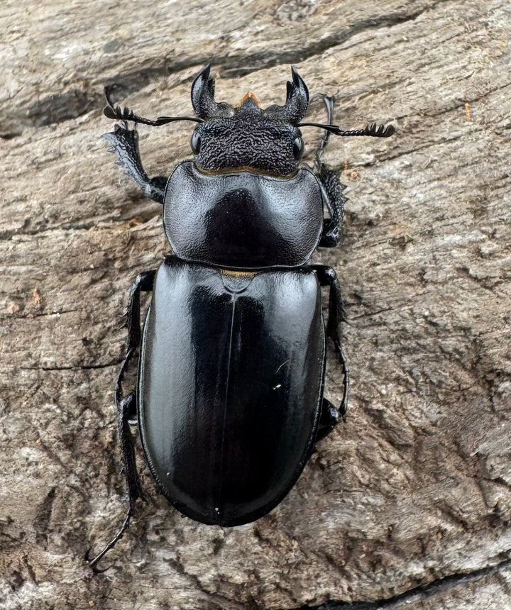 【WD】《ラエトゥスミヤマクワガタ 31mm ペア》