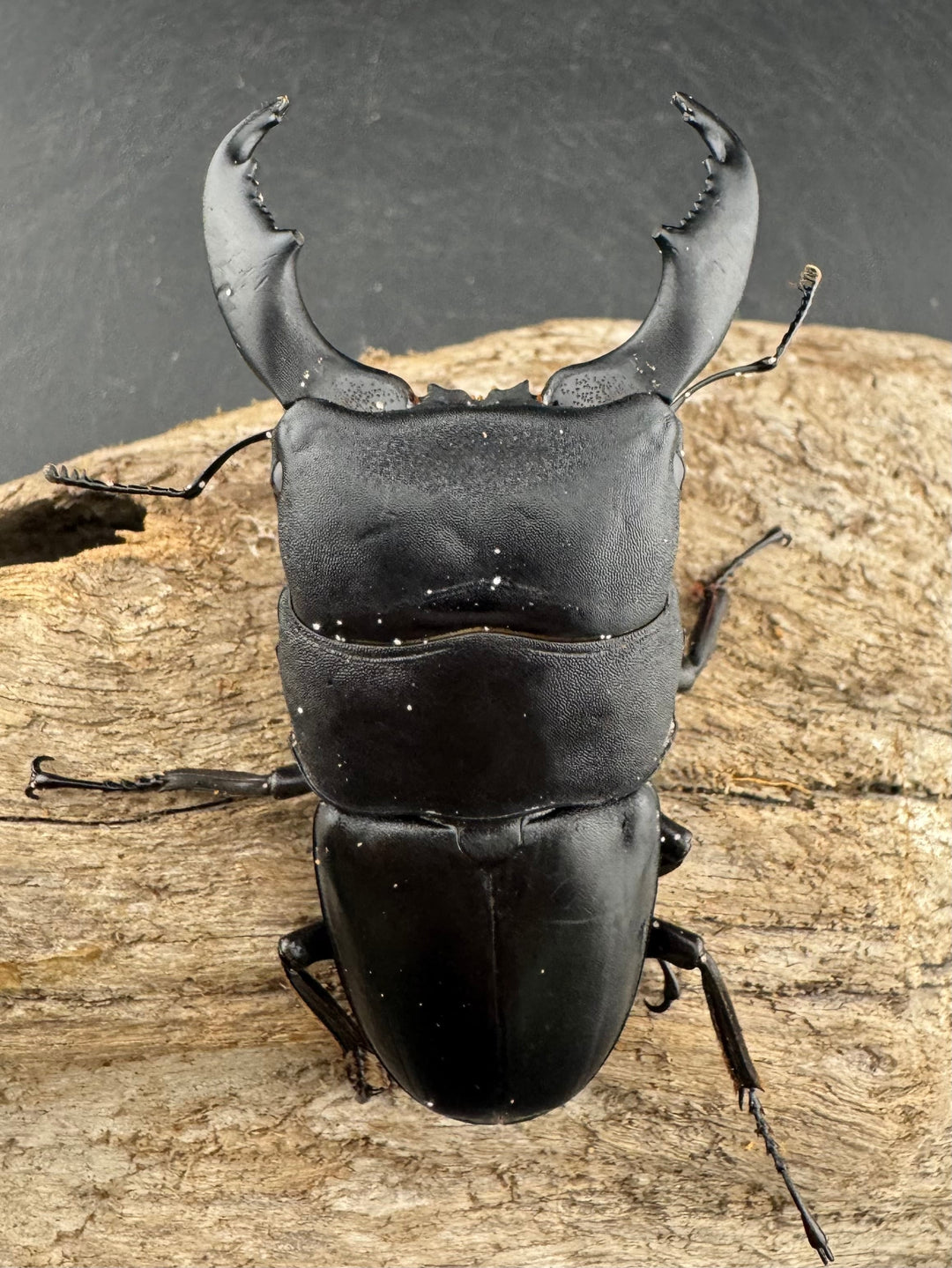 【WD】《スラウェシオオヒラタ 南スラウェシ産 81mm A’品ペア》