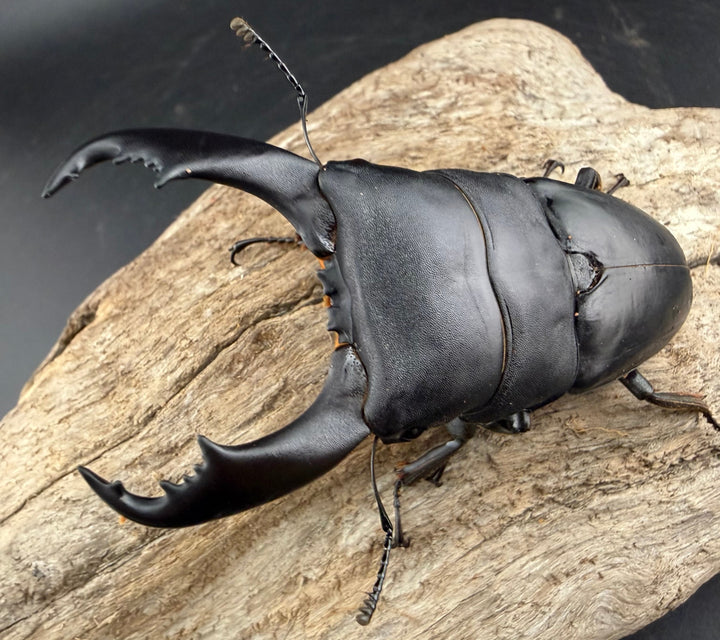 【WF2】《カヤパヒラタクワガタ 84mm ペア》