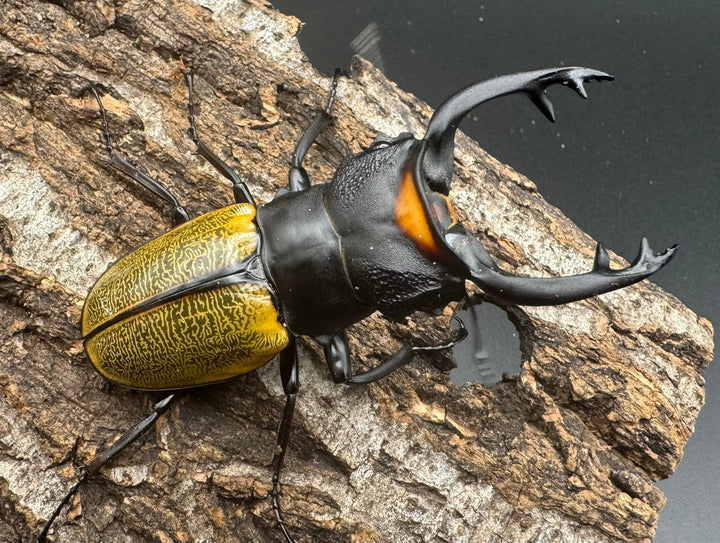 【WD】《スペクタビリスツヤクワガタ 76mm ペア》