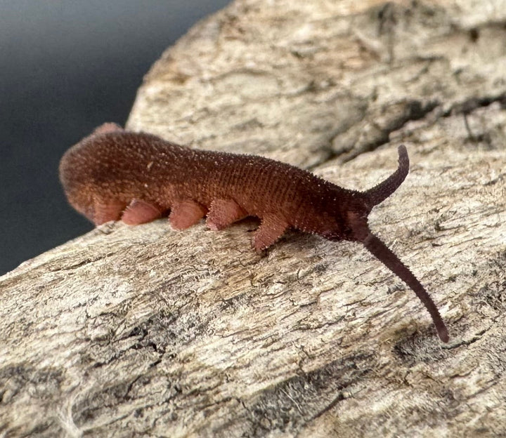 【WC】《トトロカギムシ 亜成体～成体》