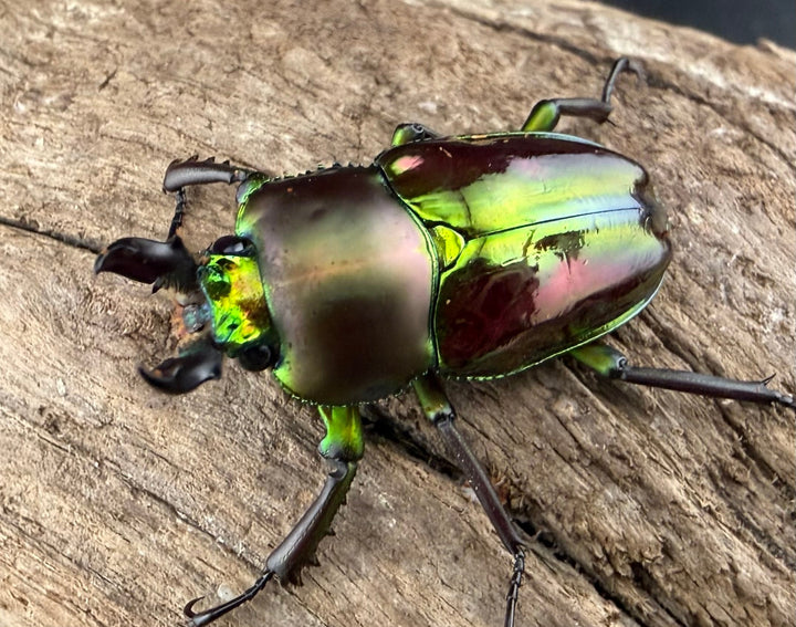 《ニジイロクワガタ 33mm ♂♀♀トリオ》