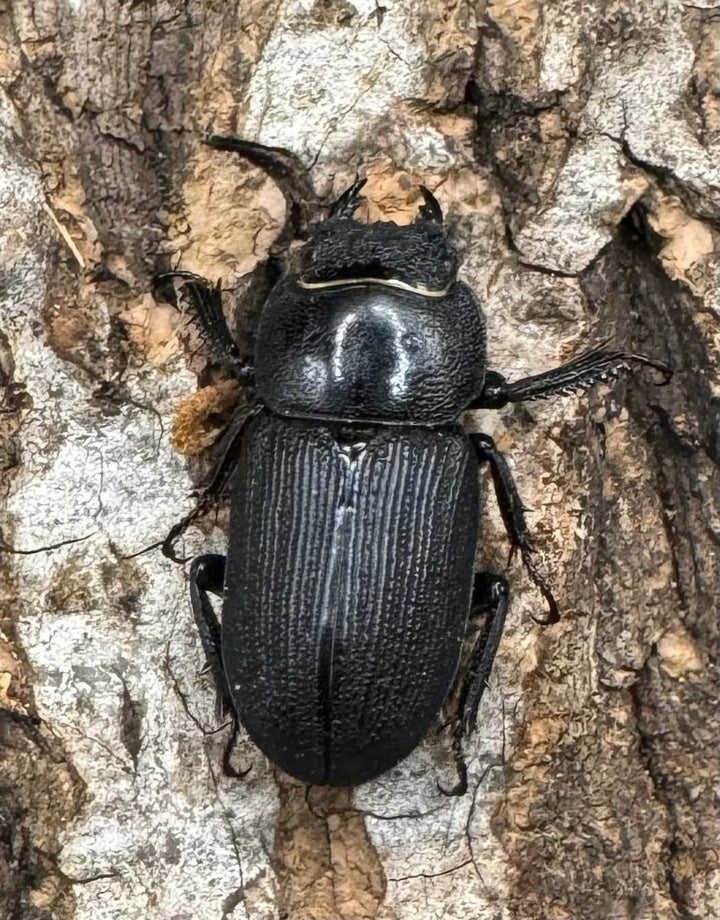 【WD】《ドルクス メンシウス 雅安市産 36.5mm ペア》