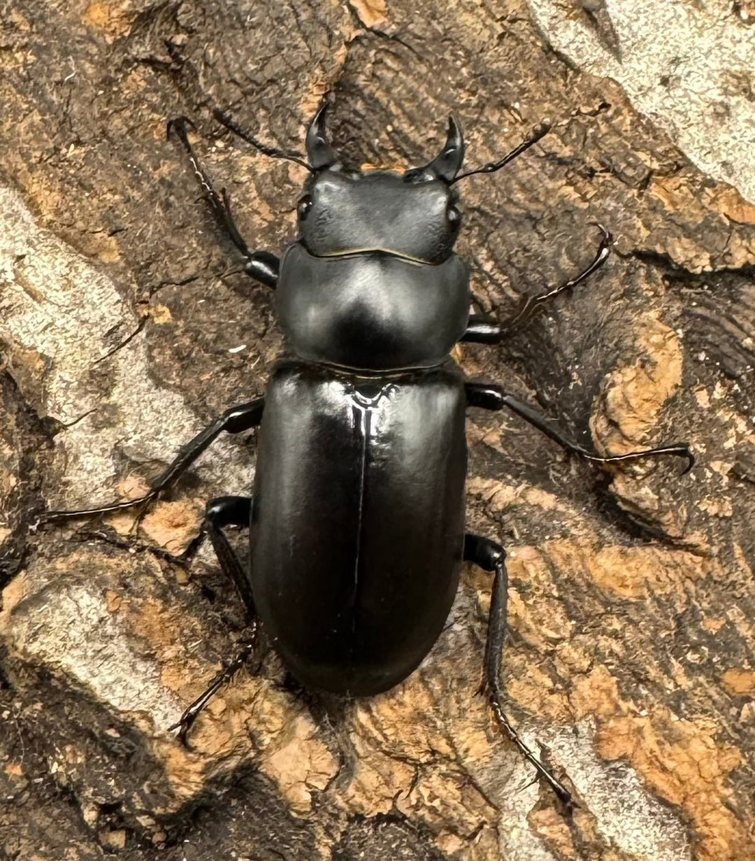 【WD】《ドルクス タオ 27mm B品ペア》