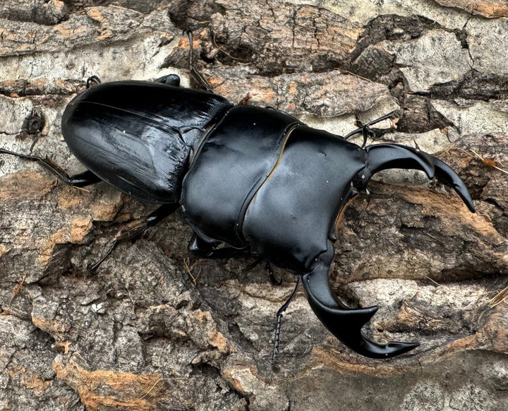 【WD】《ジャワパリーオオクワ 70mm ペア》