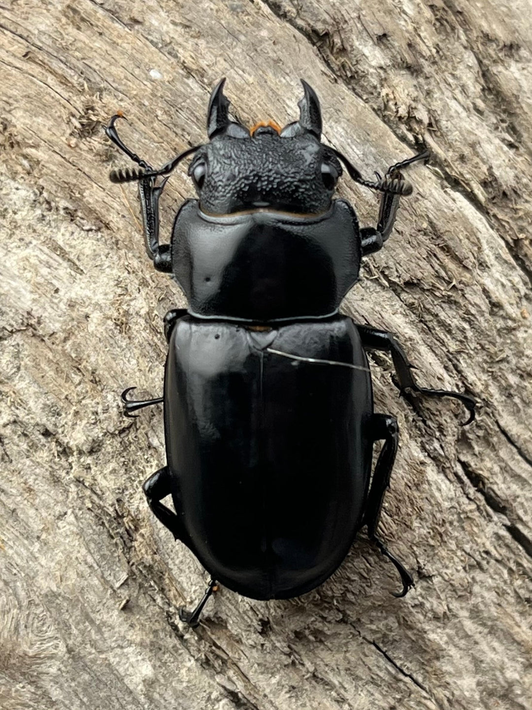 【WD】《セアカフタマタ（パリーフタマタ） 84.5mm ペア》