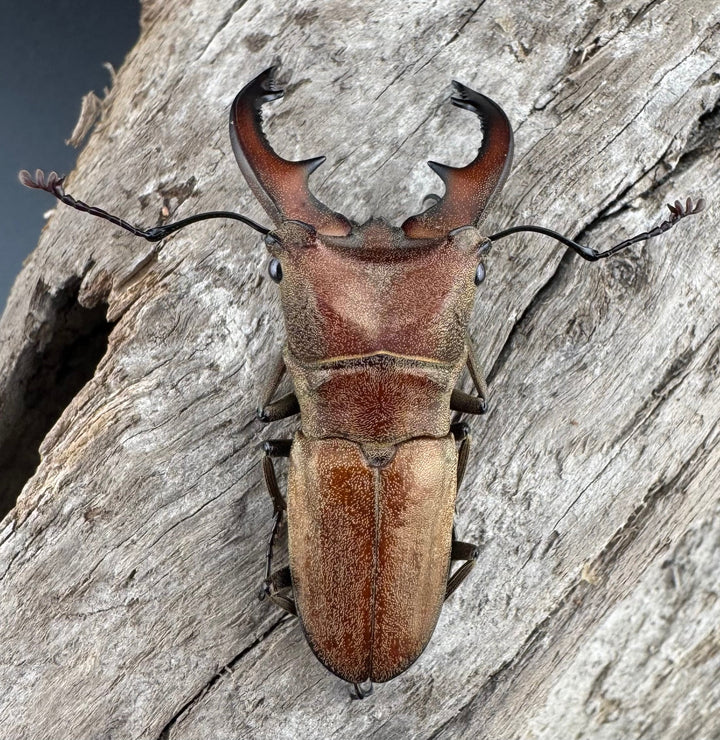 【WD】《スズムラホソアカ ロハス産 40mm ペア》