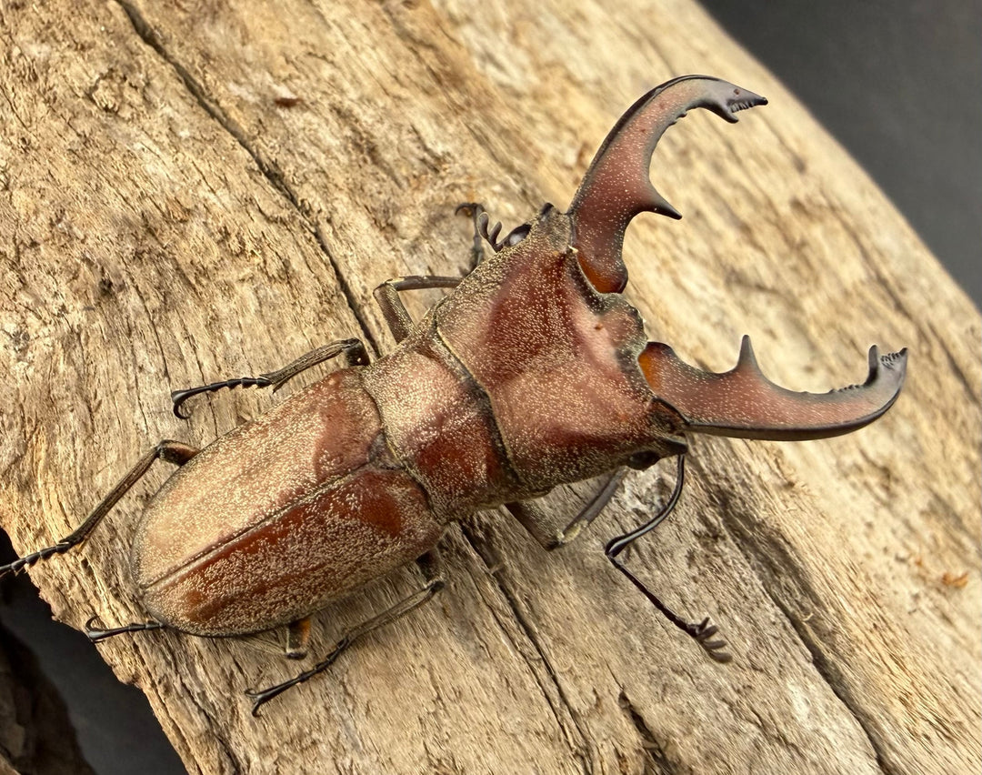 【WD】《スズムラホソアカ ロハス産 38mm ペア》