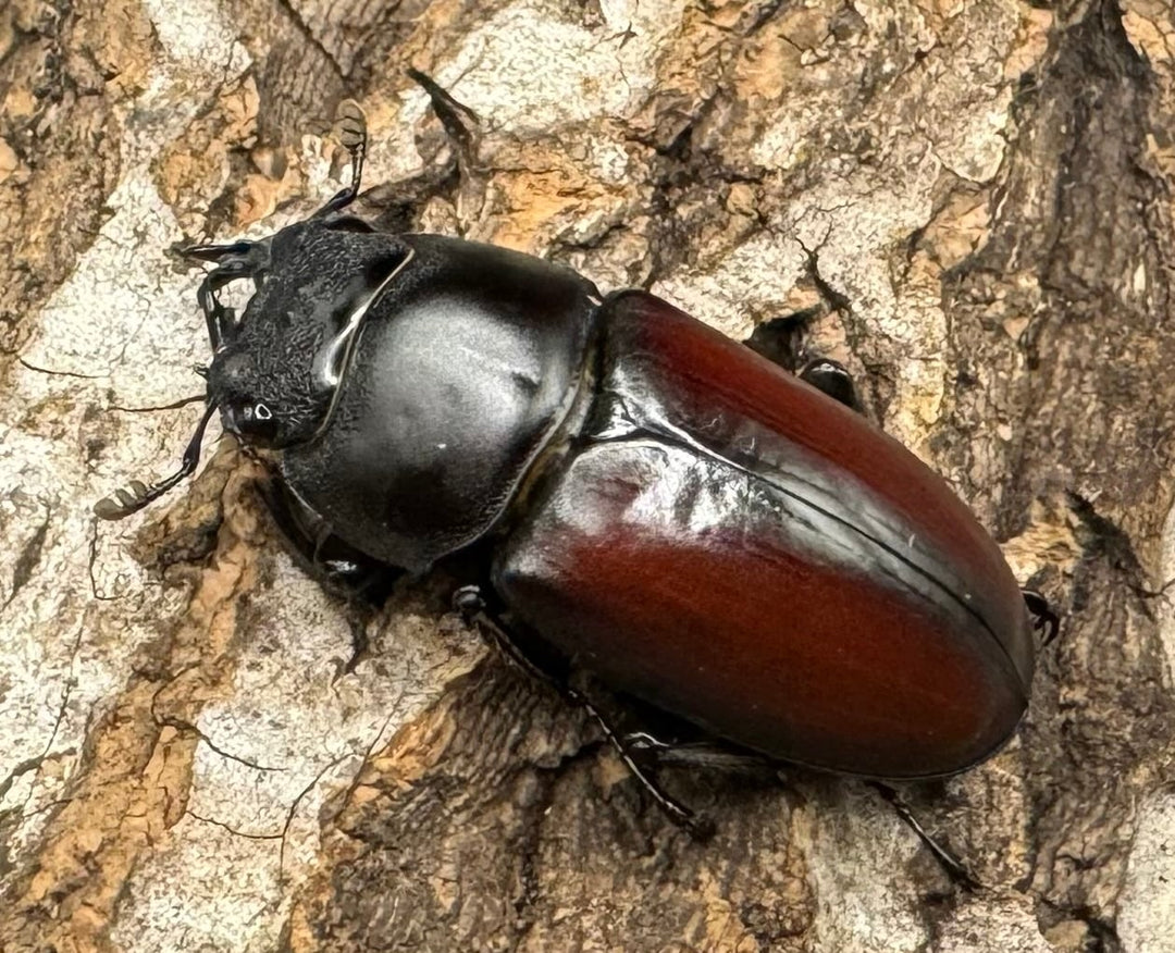 【WD】《チベット産 ドンキエルコクワ原名亜種 57mm ♀B品ペア》