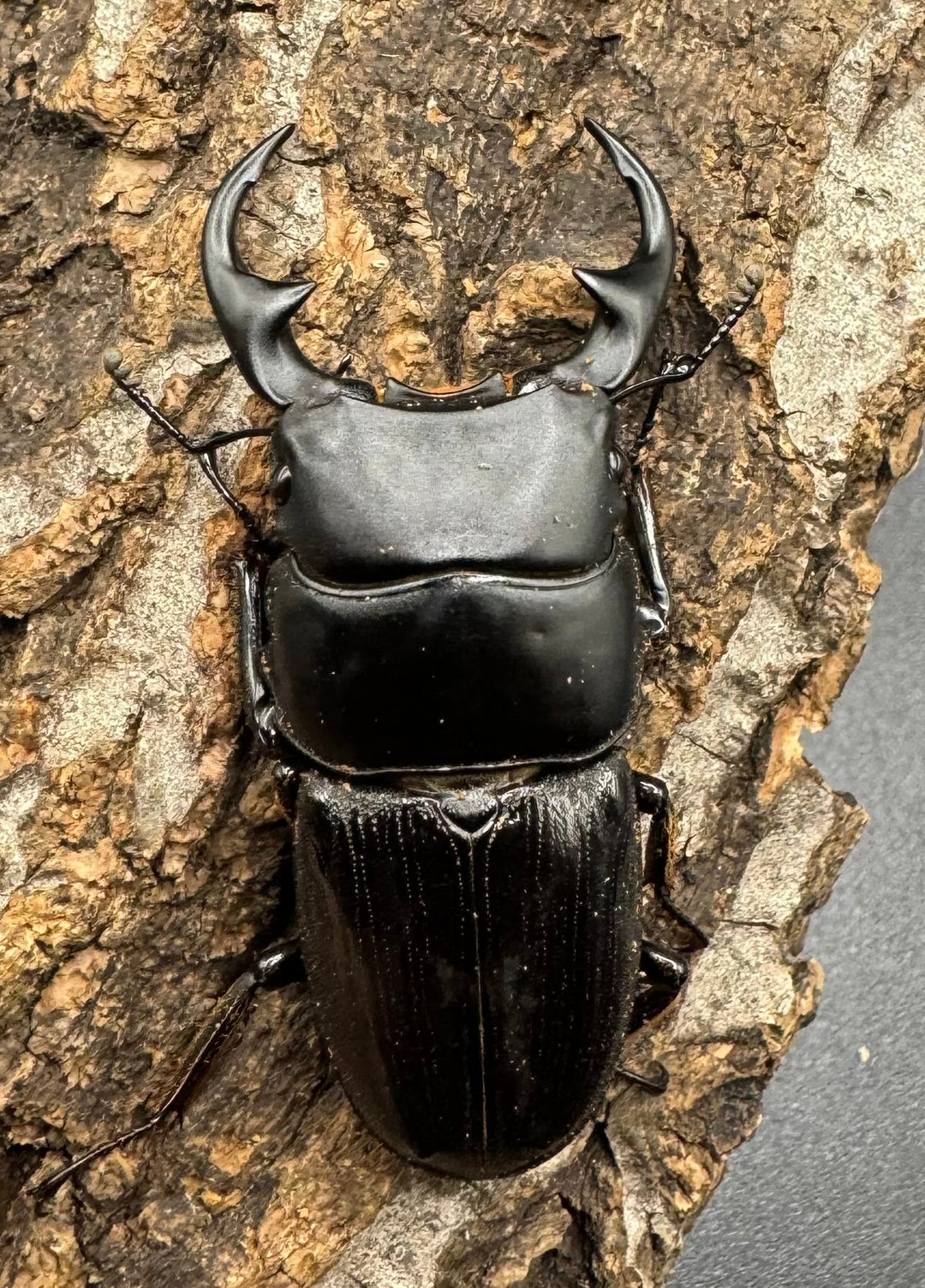 【WD】《ミンダナオパリーオオクワ  ペア》