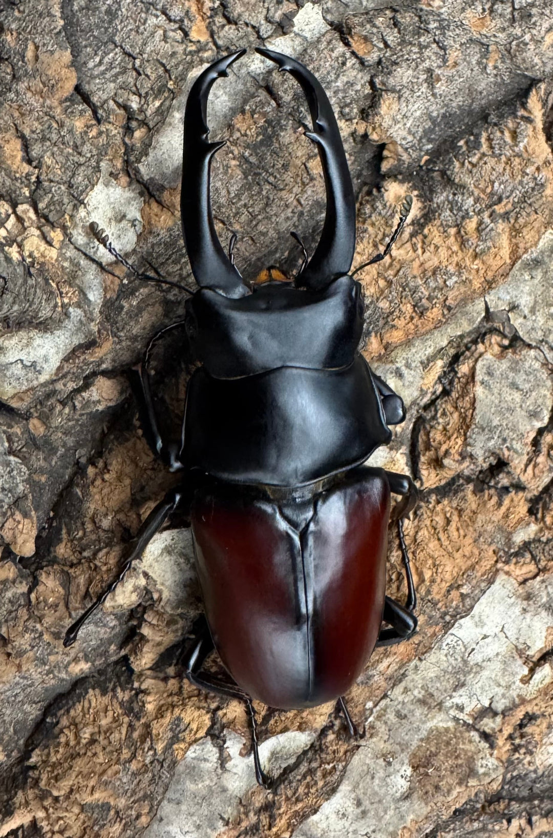 【WD】《ドンキエルコクワ原名亜種 71.5mm ♂♀♀トリオ》