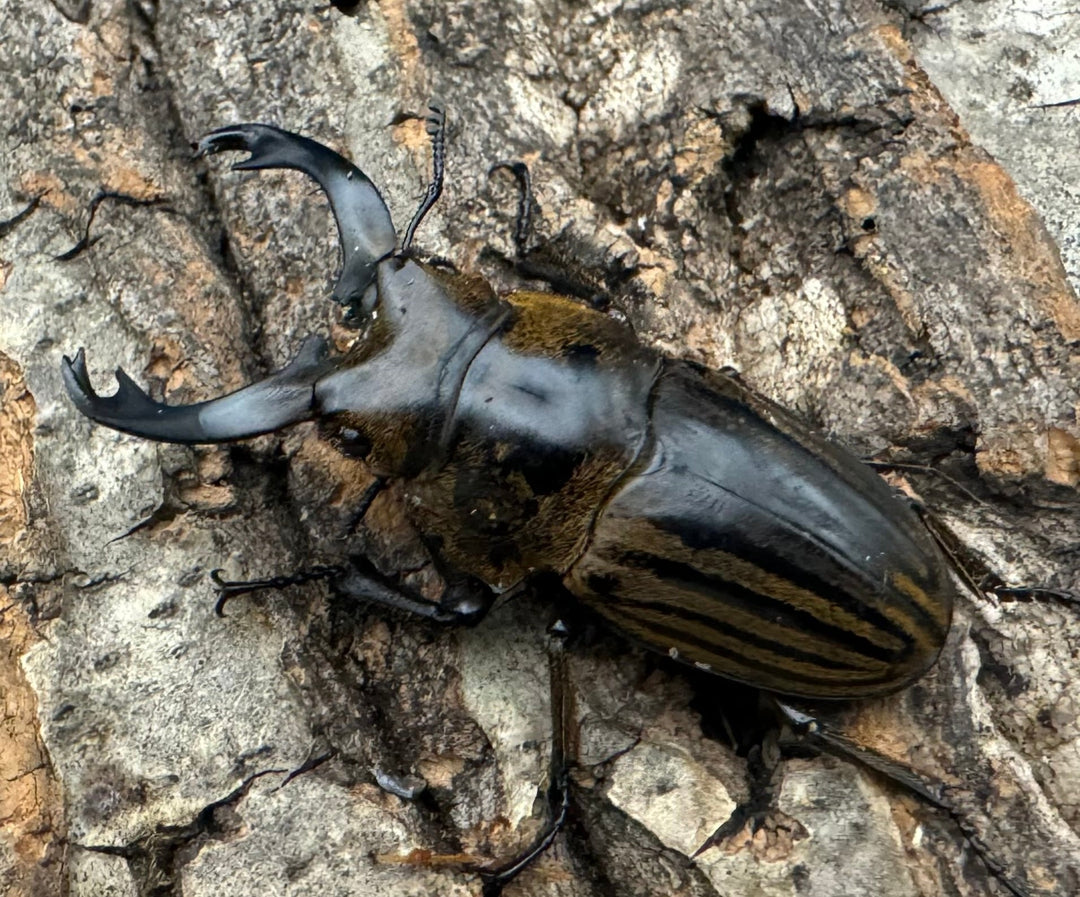 【WD】《ストリアータツヤクワガタ 49mm ペア》