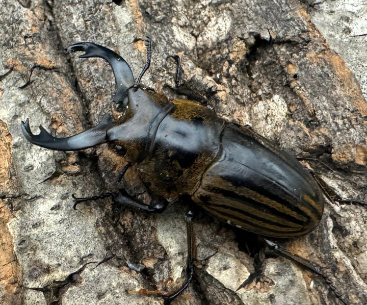 【WD】《ストリアータツヤクワガタ 49mm ペア》