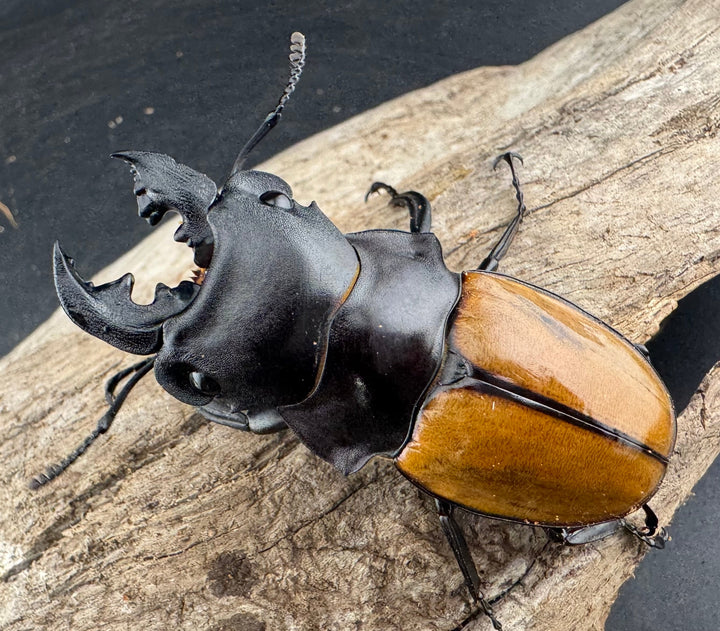 【WD】《ガゼラツヤクワガタ原名亜種 64.5mm ペア》