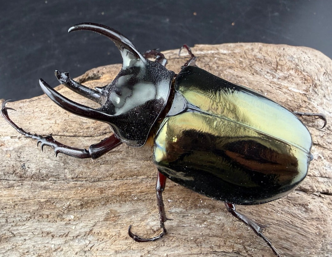 【WF1】《アトラスオオカブト亜種シンタエ 73mm ペア》