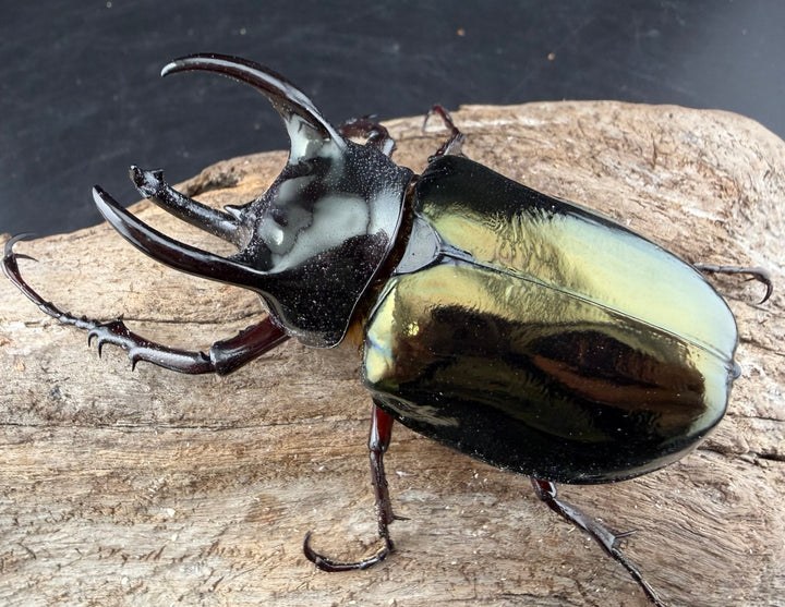 【WF1】《アトラスオオカブト亜種シンタエ 73mm ペア》