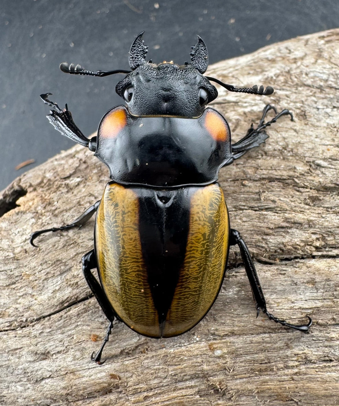 【WD】《ラコダールツヤクワガタ 79mm ペア》